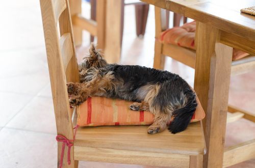 sleeping dog small dog purebred dog