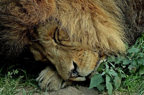 sleeping lion lion calming