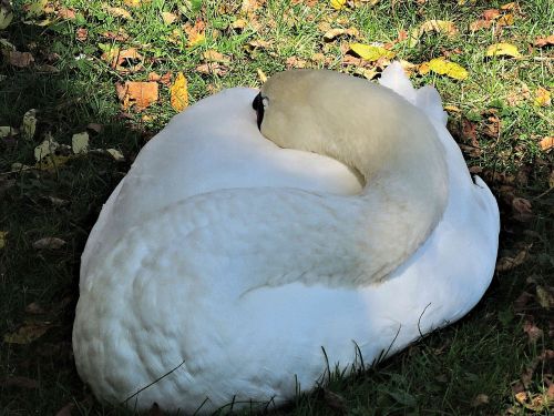 sleeping swan wild bird nature