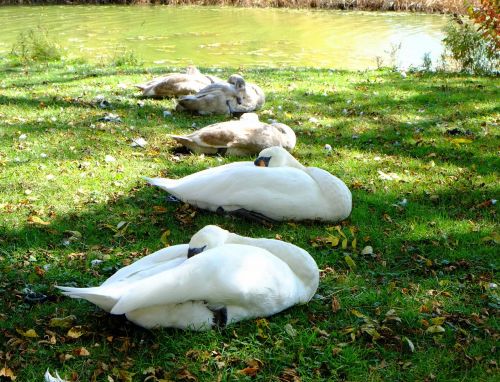 sleeping swans young signets river bank