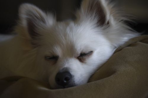 Sleeping White Pomeranian Dog