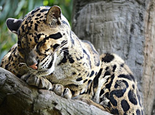 sleepy leopard feline