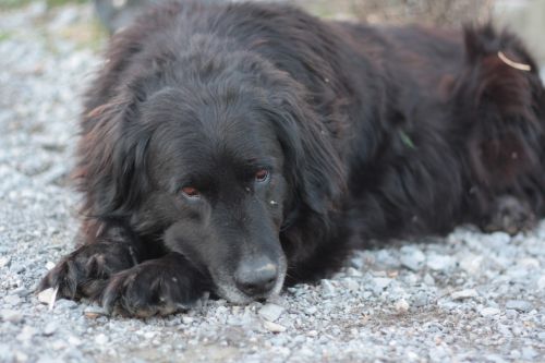 Sleepy Black Dog