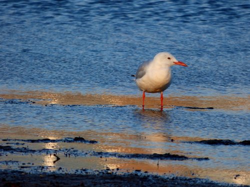 slender-billed gull  bird  birdwatching