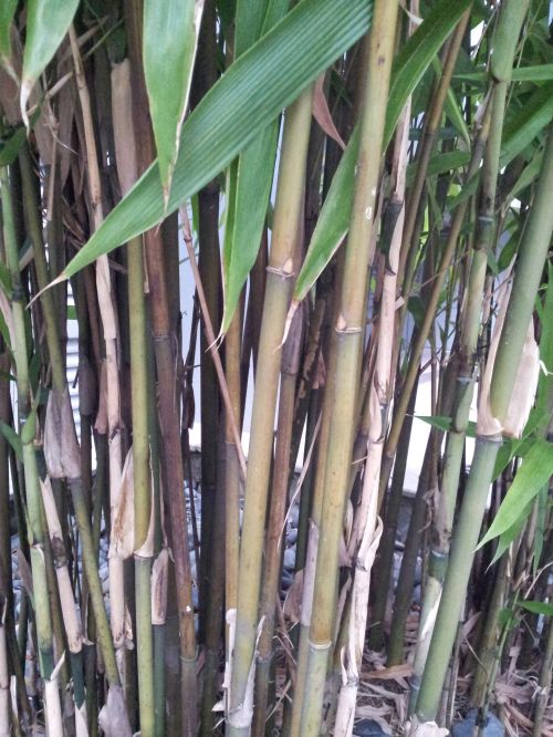 Slim Bamboo Stem And Root