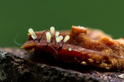slime mold myxomyzet keulenpilz
