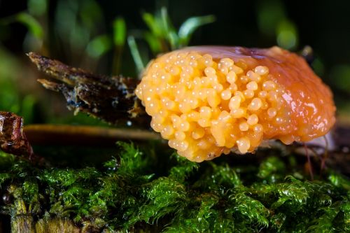 slime mold mushroom fruiting bodies