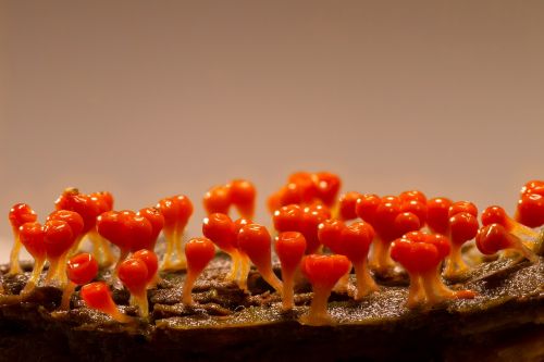 slime mold trichia decipiens single celled organisms