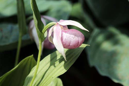 slipper  flower  plant