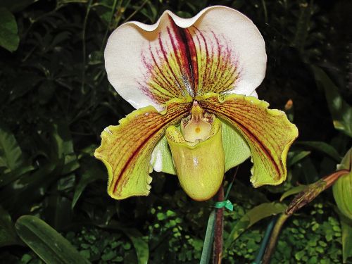 slipper orchid paphiopedilum spp flowers