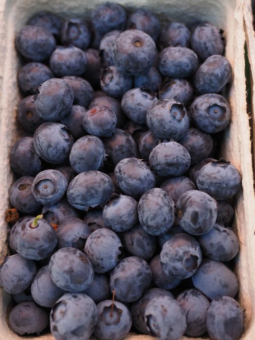 sloes berries fruits