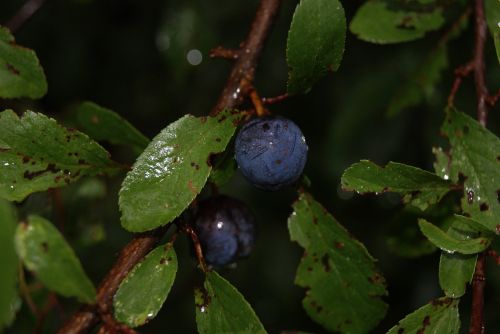 sloes rain berry