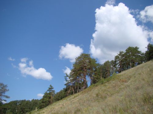 slope from the bottom pine