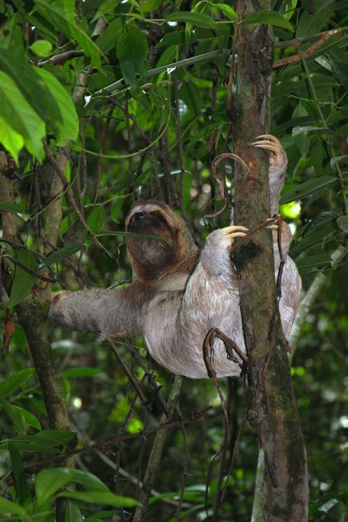 sloth three finger sloth jungle