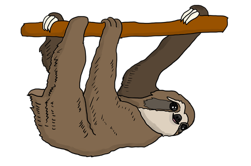 sloth  tree sloth  hanging