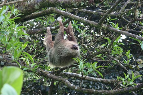 sloth  forest  trees