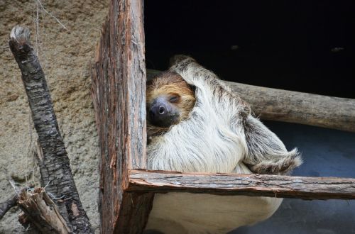 sloth animal lazy