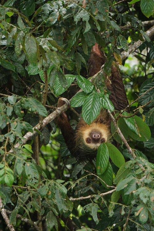 sloth  costa rica  nature