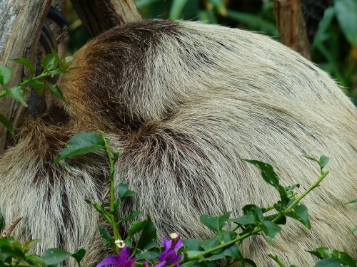 sloth rest sleep