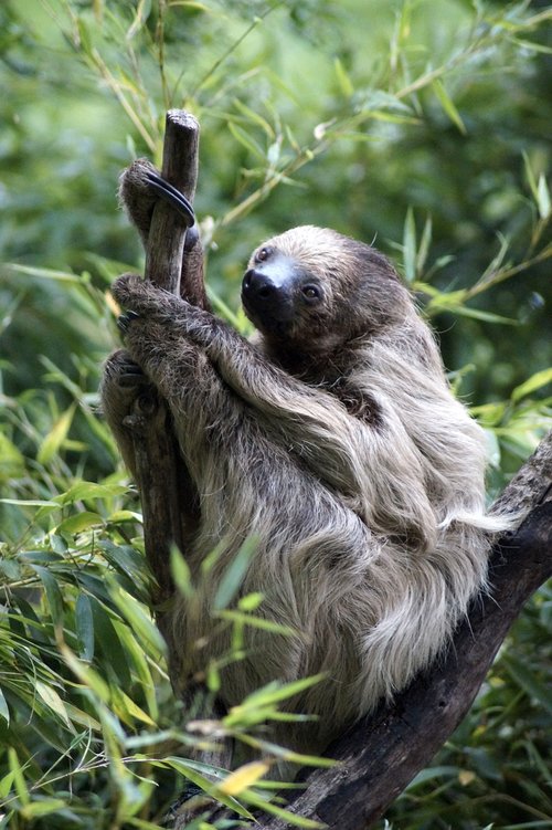 sloth  tree  animal