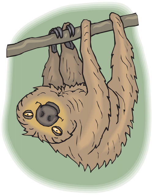 sloth happy face