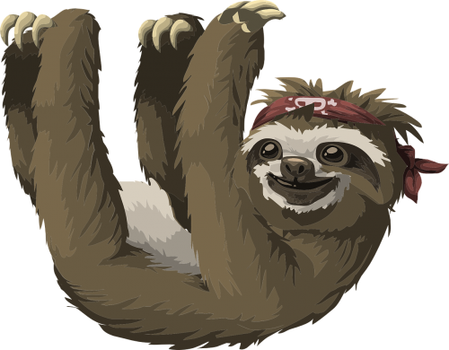 sloth animal mammal