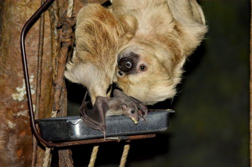 sloth bat wildlife