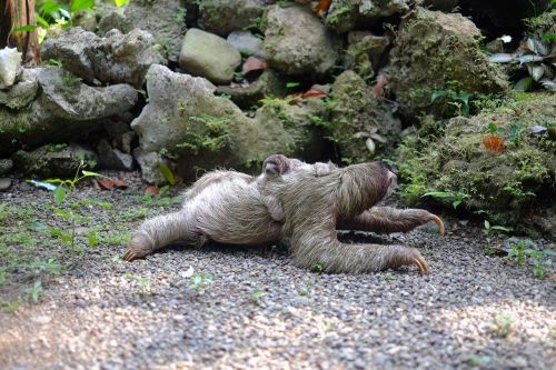 sloth baby animal