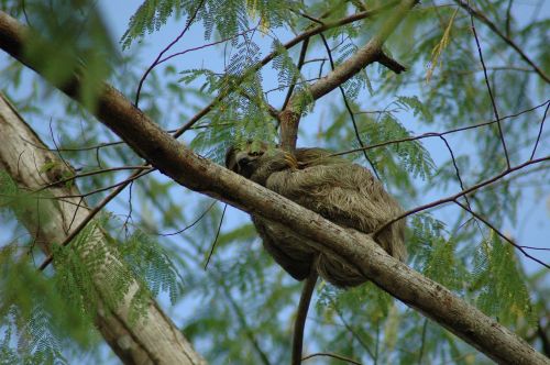 sloth jungle mammal