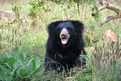 sloth bear bear india