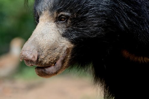 sloth bear female  daroji sloth bear sanctuary  india
