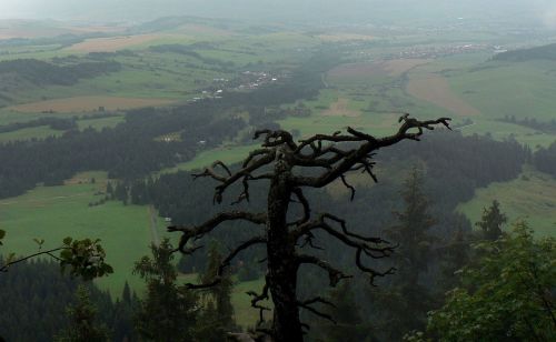 slovakia tree liptov