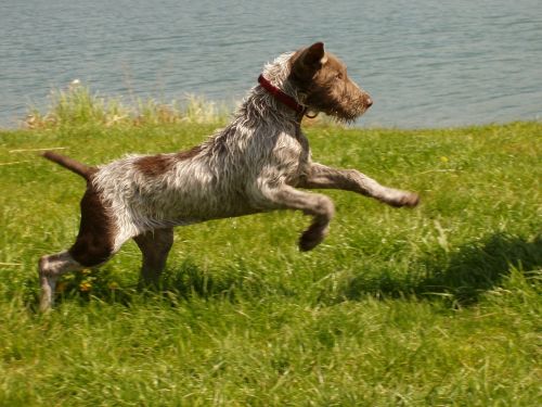slovakian wirehaired pointer dog canine