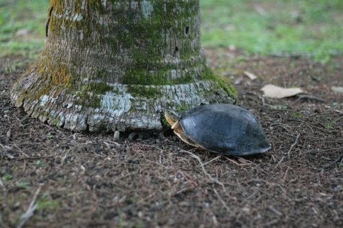 slow turtle tortoise