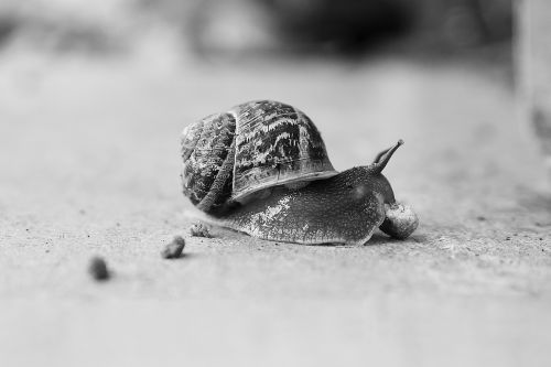 slow snail nature