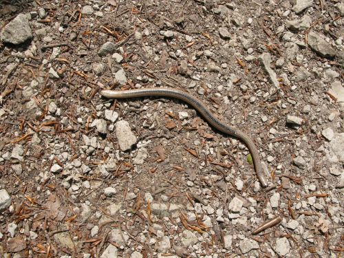 slow worm live pass