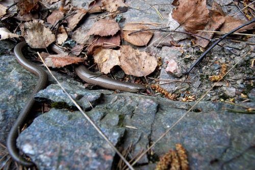 slow-worm brazen nature