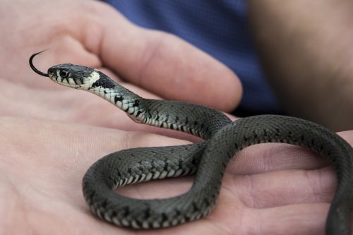 slow worm snake animal