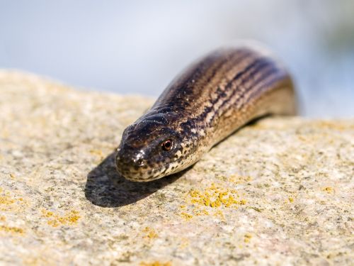 slow worm reptile animal