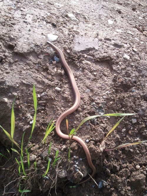 slow worm reptile snake
