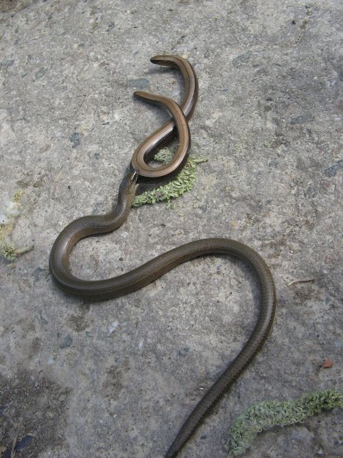 slow worm lizard snake