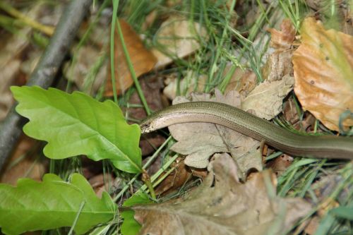 slow worm snake animal