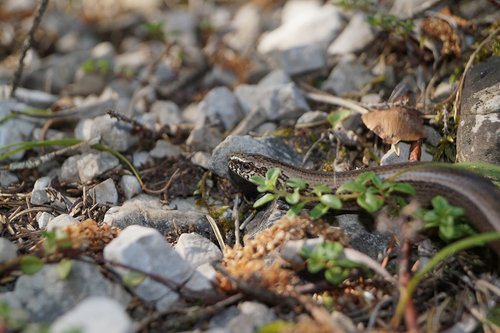 slow worm  lizard  reptile