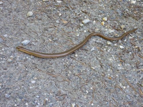 slow worm lizard nature