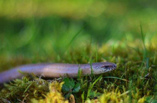 slow worm  lizard  close up