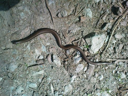slow-worm snake lizard