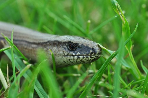 slow worm reptile lizard