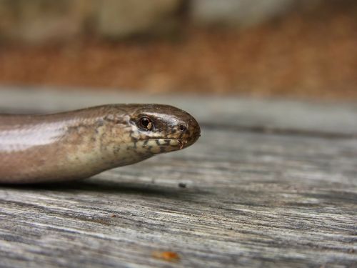 slow worm reptile animal