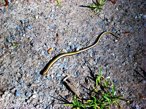 slow worm snake nature