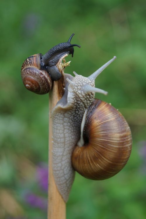 slowly snail bauchfuesser
